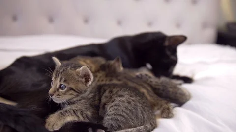 Black Savannah cat cleans 4 week old kittens on bed, medium, slow motion Stock Footage 101359358