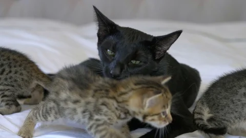 Black Savannah cat licks 4 week old kitten and herself, medium, slow motion Stock Footage 101359368