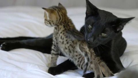 Black Savannah cat licks 4 week old kitten medium, slow motion Stock Footage 101359378