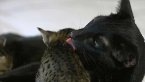 Black Savannah cat licks 4 week old kitten close up, slow motion Stock Footage 101359386