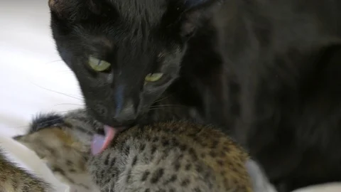 Black Savannah cat licks 4 week old kittens close up, slow motion Stock Footage 101359451