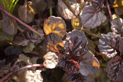 Black Scallop leaf texture. Leaf texture background Stock Photos