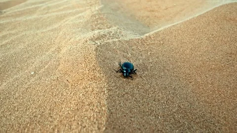 Black scarab beetle crawling across desert sand Stock Footage 340757610