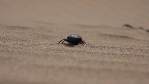 Black scarab beetle crawling on sandy terrain, close up insect on desert ground Stock-Footage 339484369