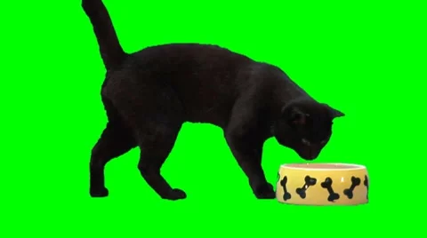 Black scared cat Stock Footage 8563635