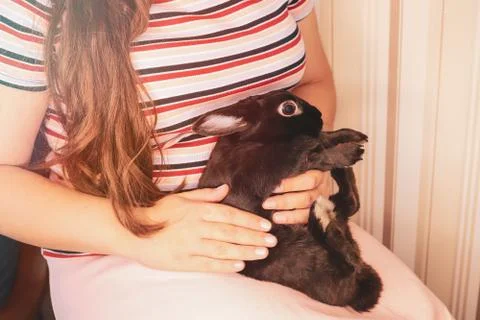 The black scared rabbit gets used to hands. Stock Photos