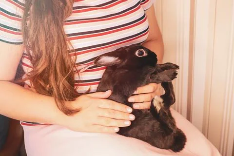 The black scared rabbit gets used to hands. 스톡 사진