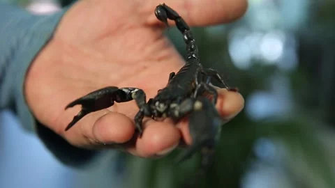 The black scarpion on the hand Stock Footage 316718936