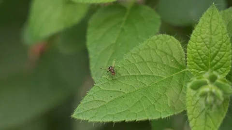 Black Scavenger Fly Flapping Wings on Mint Leaf - Static Shot Stock Footage 331656320