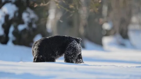 Black schnauzer joyfully playing, snow sticking to fur, funny winter moments in Stock Footage 295327456
