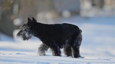 Black schnauzer joyfully playing in snow, snow-covered fur, funny and cute in 4K Stock Footage 295327581