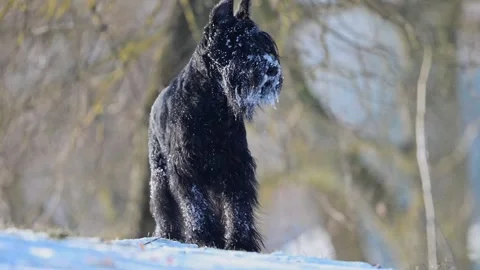 Black Schnauzer slow-motion portrait, snowy fur, playful winter dog in 4K. Stock Footage 295327147