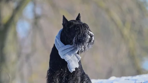 Black Schnauzer in snow, slow motion, cute winter portrait with snow-stuck fur. Stock Footage 295327312
