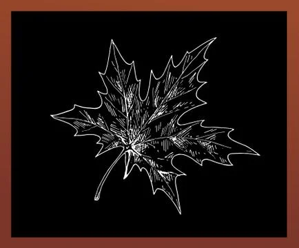 Black school chalkboard with a maple leaf drawn with chalk. Vector Stock Illustration