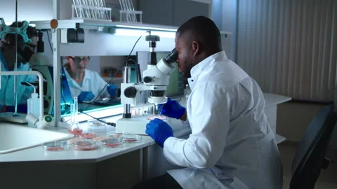 Black scientist examining lab meat under microscope Stock Footage