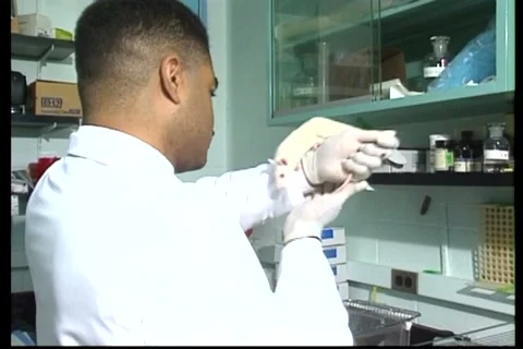 Black scientist with large lab rats 1990s Stock Footage 164692555