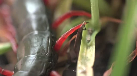Black Scolopendra, Centipede insect macro red legs and hard shell Stock Footage 62300377