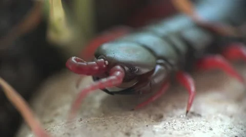 Black Scolopendra, Centipede insect macro red legs and hard shell Stock Footage 62300454