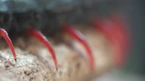 Black Scolopendra, Centipede insect macro red legs and hard shell Stock Footage 62300460