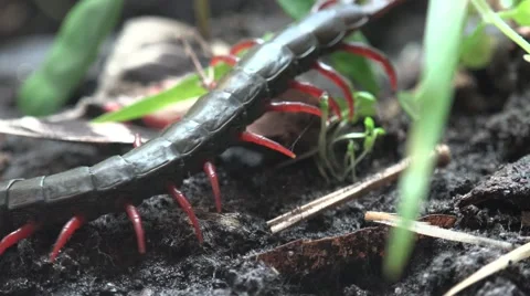 Black Scolopendra, Centipede insect macro red legs and hard shell Stock Footage 62300466