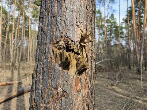 Black scorched conifer trunks marked by explosive fragments, showing the en.. Foto stock