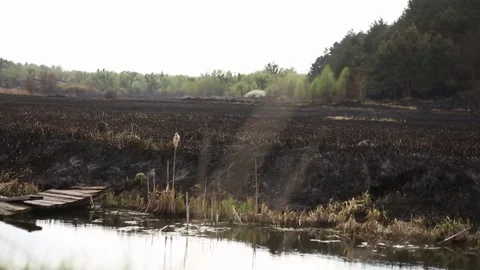 Black scorched earth from controlled burning of a swampy bog. A swamp surrounded Stock Footage 168315281