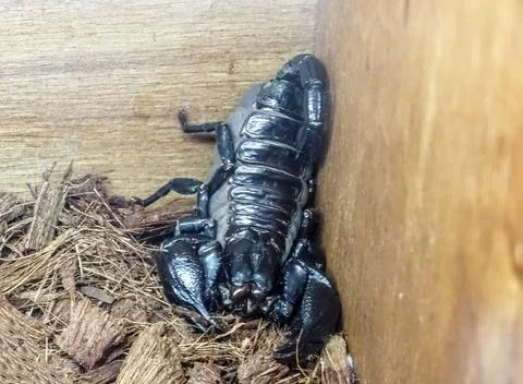 Black scorpion in a casket Photos