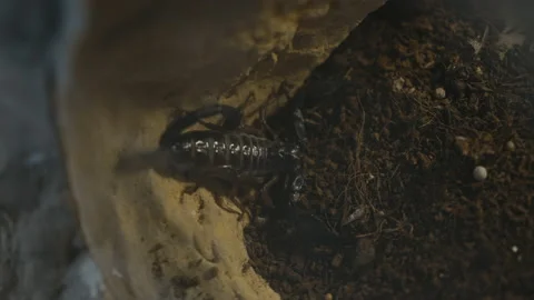 Black Scorpion Close up from above Stock Footage 210493895