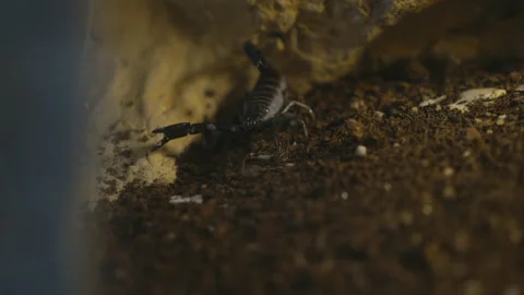 Black Scorpion Close Up Stock Footage 210492594