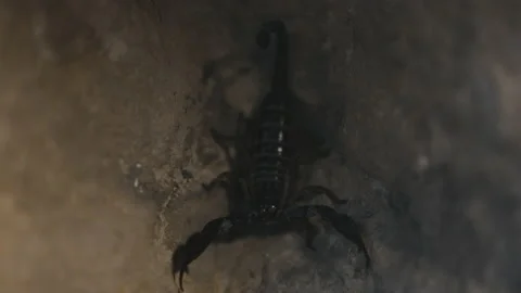 Black Scorpion Cornered Stock Footage 210493951