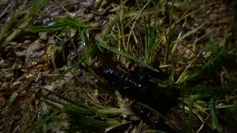 Black Scorpion Crawling at Night Stock Footage 79795483