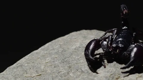 Black Scorpion Dolly Shot 4k Stock Footage