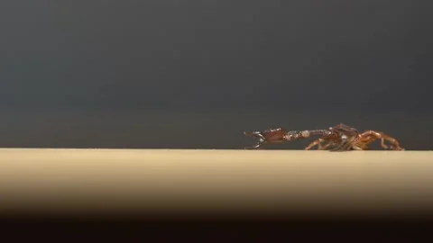 Black scorpion extreme macro studio shot 4k Video stock 227266347