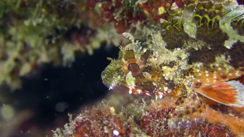 Black Scorpion Fish on the seabed. Stock Footage 223155916