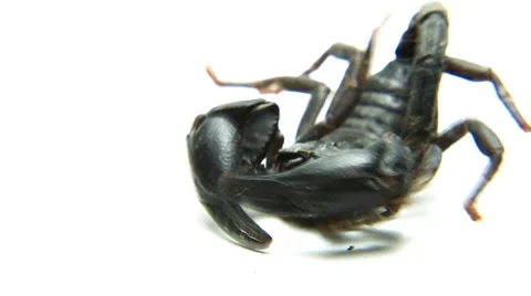 Black scorpion Stock Footage 40047855
