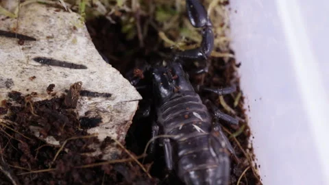 Black scorpion Stock Footage 120824254