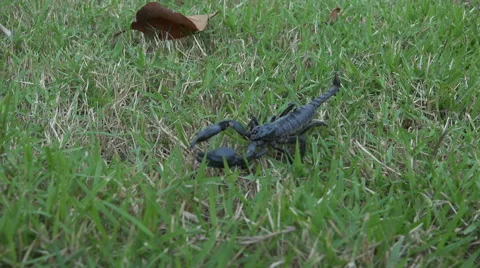 Black scorpion in grass Stock Footage 61541520