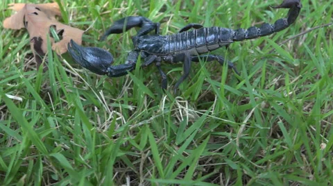 Black scorpion in grass 스톡 동영상 61541630