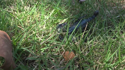 Black scorpion in grass Stock Footage 61541651