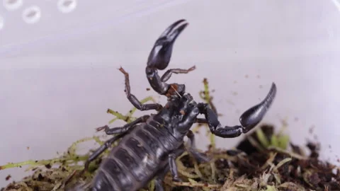 Black scorpion at home Stock Footage 120924494