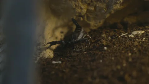 Black Scorpion Looking At Camera Stock Footage 210492795