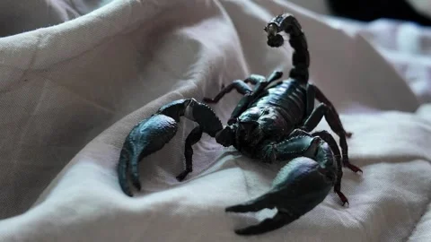 Black scorpion lying on bed sheet. 動画素材 306675784