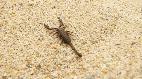 Black scorpion moves it's legs runs away from camera close up high Himalaya moun Stock Footage