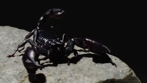 Black Scorpion moving front 4k Stock Footage 71616240