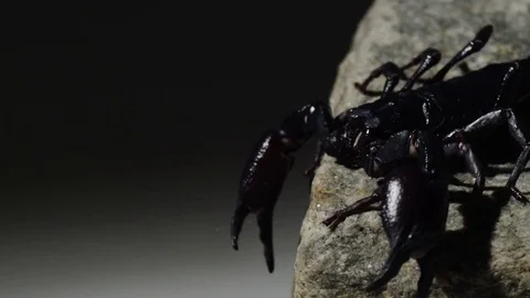 Black scorpion moving night 4k Stock Footage