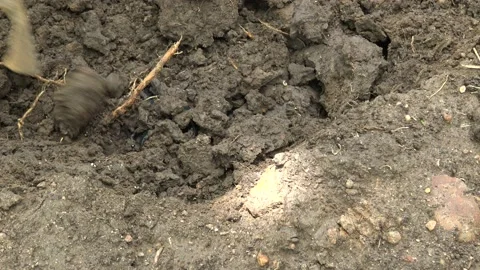 Black scorpion out of soil. Stock Footage 165054579