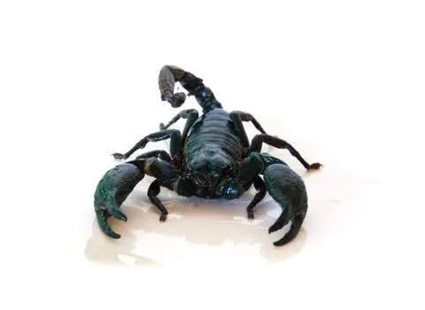 Black scorpion Stock Photos