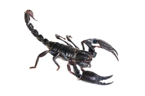 Black scorpion Stock Photos