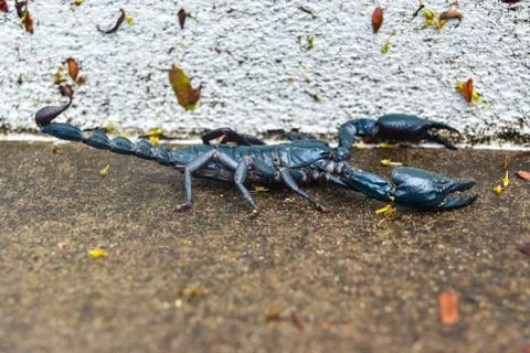 Black Scorpion Stock Photos