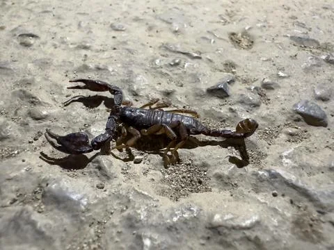 Black scorpion 스톡 사진